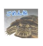 毎日元気！かめきちちゃん（個別スタンプ：15）