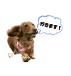 ダックスフンドのココちゃん♪（個別スタンプ：11）