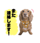 ダックスフンドのココちゃん♪（個別スタンプ：15）