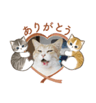 保護猫4兄弟のあいさつスタンプ（個別スタンプ：2）