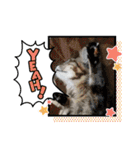 保護猫4兄弟のあいさつスタンプ（個別スタンプ：5）