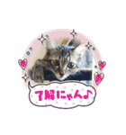 保護猫4兄弟のあいさつスタンプ（個別スタンプ：6）