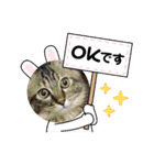 保護猫4兄弟のあいさつスタンプ（個別スタンプ：7）