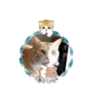保護猫4兄弟のあいさつスタンプ（個別スタンプ：8）