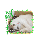 保護猫4兄弟のあいさつスタンプ（個別スタンプ：10）