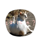 保護猫4兄弟のあいさつスタンプ（個別スタンプ：12）