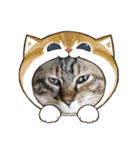 保護猫4兄弟のあいさつスタンプ（個別スタンプ：13）
