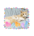 保護猫4兄弟のあいさつスタンプ（個別スタンプ：14）