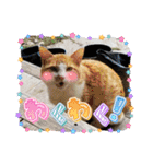 保護猫4兄弟のあいさつスタンプ（個別スタンプ：15）
