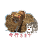 保護猫4兄弟のあいさつスタンプ（個別スタンプ：16）