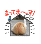 保護猫4兄弟のあいさつスタンプ（個別スタンプ：17）