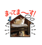 保護猫4兄弟のあいさつスタンプ（個別スタンプ：18）