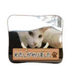 保護猫4兄弟のあいさつスタンプ（個別スタンプ：19）