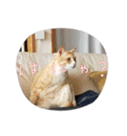保護猫4兄弟のあいさつスタンプ（個別スタンプ：20）
