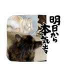 保護猫4兄弟のあいさつスタンプ（個別スタンプ：21）