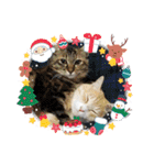 保護猫4兄弟のあいさつスタンプ（個別スタンプ：22）