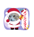 保護猫4兄弟のあいさつスタンプ（個別スタンプ：24）