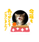 保護猫4兄弟のあいさつスタンプ（個別スタンプ：26）