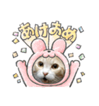 保護猫4兄弟のあいさつスタンプ（個別スタンプ：27）