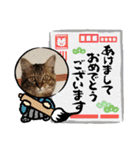 保護猫4兄弟のあいさつスタンプ（個別スタンプ：29）