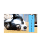 るぅたんペットファミリー第5弾（個別スタンプ：3）