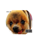 るぅたんペットファミリー第5弾（個別スタンプ：4）