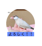るぅたんペットファミリー第5弾（個別スタンプ：5）