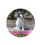 るぅたんペットファミリー第5弾（個別スタンプ：7）
