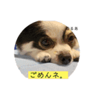 るぅたんペットファミリー第5弾（個別スタンプ：9）