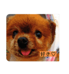 るぅたんペットファミリー第5弾（個別スタンプ：11）
