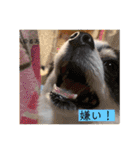 るぅたんペットファミリー第5弾（個別スタンプ：12）