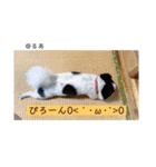 るぅたんペットファミリー第5弾（個別スタンプ：13）