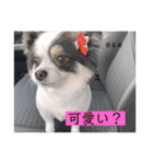 るぅたんペットファミリー第5弾（個別スタンプ：17）