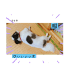 るぅたんペットファミリー第5弾（個別スタンプ：18）