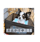 るぅたんペットファミリー第5弾（個別スタンプ：21）