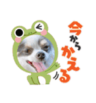 るぅたんペットファミリー第5弾（個別スタンプ：23）