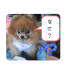 るぅたんペットファミリー第5弾（個別スタンプ：24）