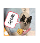 るぅたんペットファミリー第5弾（個別スタンプ：26）