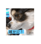 るぅたんペットファミリー第5弾（個別スタンプ：27）