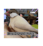 るぅたんペットファミリー第5弾（個別スタンプ：30）
