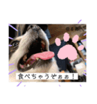 るぅたんペットファミリー第5弾（個別スタンプ：31）