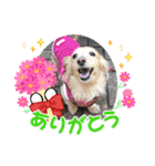うちの子コロン 日常版（個別スタンプ：6）