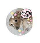 うちの子コロン 日常版（個別スタンプ：8）