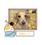 うちの子コロン 日常版（個別スタンプ：13）