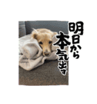 うちの子コロン 日常版（個別スタンプ：15）