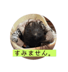 橋本family②（個別スタンプ：19）