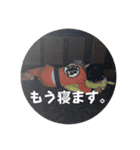 坂井さん一家（個別スタンプ：23）
