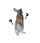 うさぎのちゃちゃ（実写）（個別スタンプ：1）