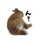うさぎのちゃちゃ（実写）（個別スタンプ：2）