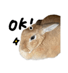うさぎのちゃちゃ（実写）（個別スタンプ：3）